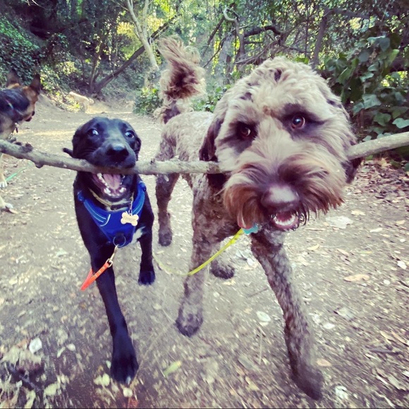 Meet your Posher, Elana - Picture 1 of 1